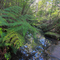 Great North Walk crossing Quarry Creek