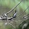 Herons resting...