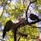 A Cuckoo chick and a Currawong mum...