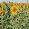 sunflowers near Warwick Md