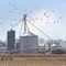 Maryland farm with thousands of snow geese