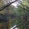 Red Cedar in the Fall