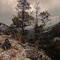 Juniper Trees