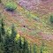 Black Bear