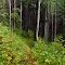 Water Hill Trail