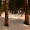 Bark Beetle problems