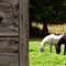 Cold Grey Mare And Friend