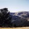 Bristlecone Pine & Latir Peak -Carson NF