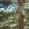 Moss on conifer tree