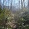 Forest of Mountain Laural