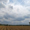 Field with tree