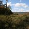 Bear Meadows