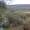 Bear Meadows