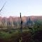 Lone tree @ Bear Meadows