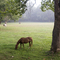 N. Lafayette Street Pasture