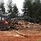 Pine Logging