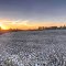 Field of Cotton in Cleveland County