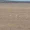 antelope on the range