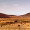 New Mexico & cows through my sunglasses - con gli occhiali da sole