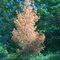 Golden Tree