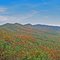 More Mountain Colors from the Parkway