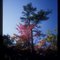 natures color