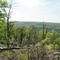 Blueberry Trail