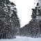 Snowy Road in Allegany State Park