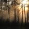 Morning Fog