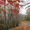 Channels Forest Trail