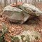 Channels Forest Rock
