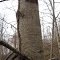 Channels Forest Poplar Tree