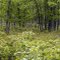 NJCF Dorothy Preserve