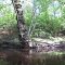 Great Egg Harbor River Tree