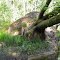 Great Egg Harbor River; Uprooted Tree