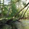 Great Egg Harbor River above Weymouth Furnace