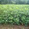 Cotton