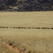 Ostriches near Jagkop