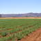 carrot farm