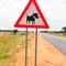 animal traffic