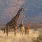 Giraffe at Gabus Game Ranch