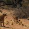 Geparden auf Hammerstein (Namibia)