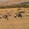 Namibia - Antilopen