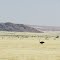 Unterwegs in Namibia - Strausse