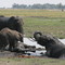 Elephant mud bath, Botswana