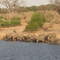 Rio Chobe