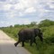 aufgeregter Elefant quert die Strasse