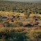 Otjiwa Lodge Bush-2612