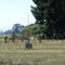 Russian Orthodox Cemetery aka Masonic Cemetery, Gervais Oregon