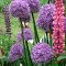 Schreiner's Iris Gardens, Salem, OR 2011
